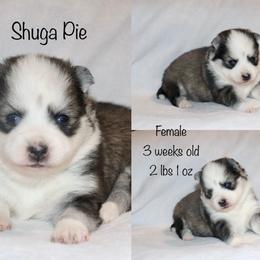 Shuga Pie - Black and white female Pomsky puppy in Denham Springs, Louisiana from Bayouland Pomskies