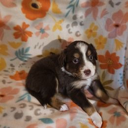 Princess - Red tri female Toy Australian Shepherd puppy in Florence, South Carolina from Freedom Toy Aussies