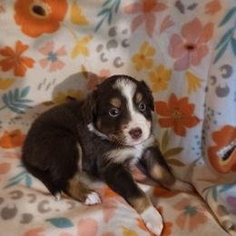 Princess - Red tri female Toy Australian Shepherd puppy in Florence, South Carolina from Freedom Toy Aussies