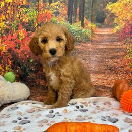 Woods - Apricot male Poodle puppy in Lebanon, Missouri from Perkins Pups
