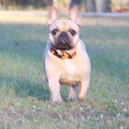 American Bulldog, French Bulldog, and Shorty Bull Puppies from Bingham's Bulldogs LLC