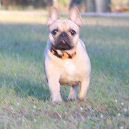 American Bulldog, French Bulldog, and Shorty Bull Puppies from Bingham's Bulldogs LLC