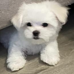 Maltese Puppies from Brenda