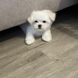 Maltese Puppies from Brenda