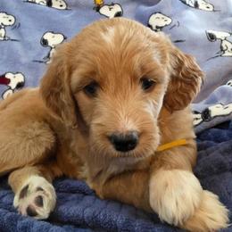 Beatrice - yellow collar - Bertie - Sable female Goldendoodle puppy in Phoenix, Arizona from Kerri's Goldendoodles