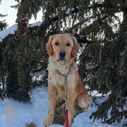 marshall - Golden Retriever