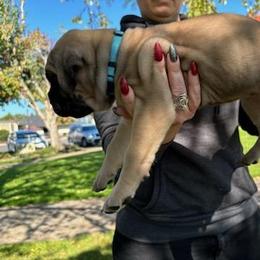 Cane Corso Puppies from PNW Cane Corsos