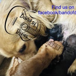 Dachshund puppies from Band Of Doxies