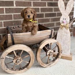 Daisy - Red  Goldendoodle puppy in Kernersville, North Carolina from Doodle Acres