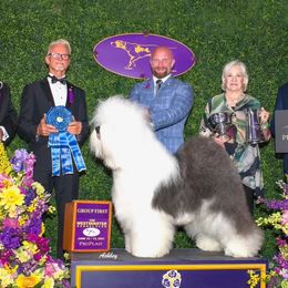Connor - Old English Sheepdog