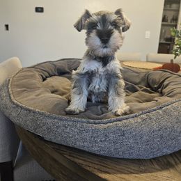 Male 1 - Salt and pepper male Miniature Schnauzer puppy in Chino, California from So Cal Schnauzer