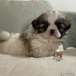 Vee - Sable and white female Shih Tzu puppy in Walkertown, North Carolina from Lil’ Bit’s Shih Tzu