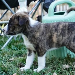 Rex - Brindle male Border Collie puppy in Paola, Kansas from New Dawn Border Collies