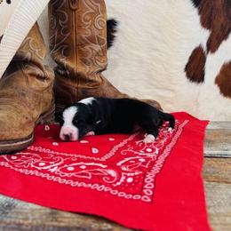 'Calliope' - Black tri-color female Australian Shepherd puppy in Durand, Wisconsin from Larson’s Legacy Aussome Aussie Kennels