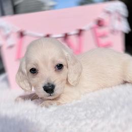 Tiny Lenard - Cream male Dachshund puppy in Richmond, Virginia from Irresistible Dachshunds & Cavaliers