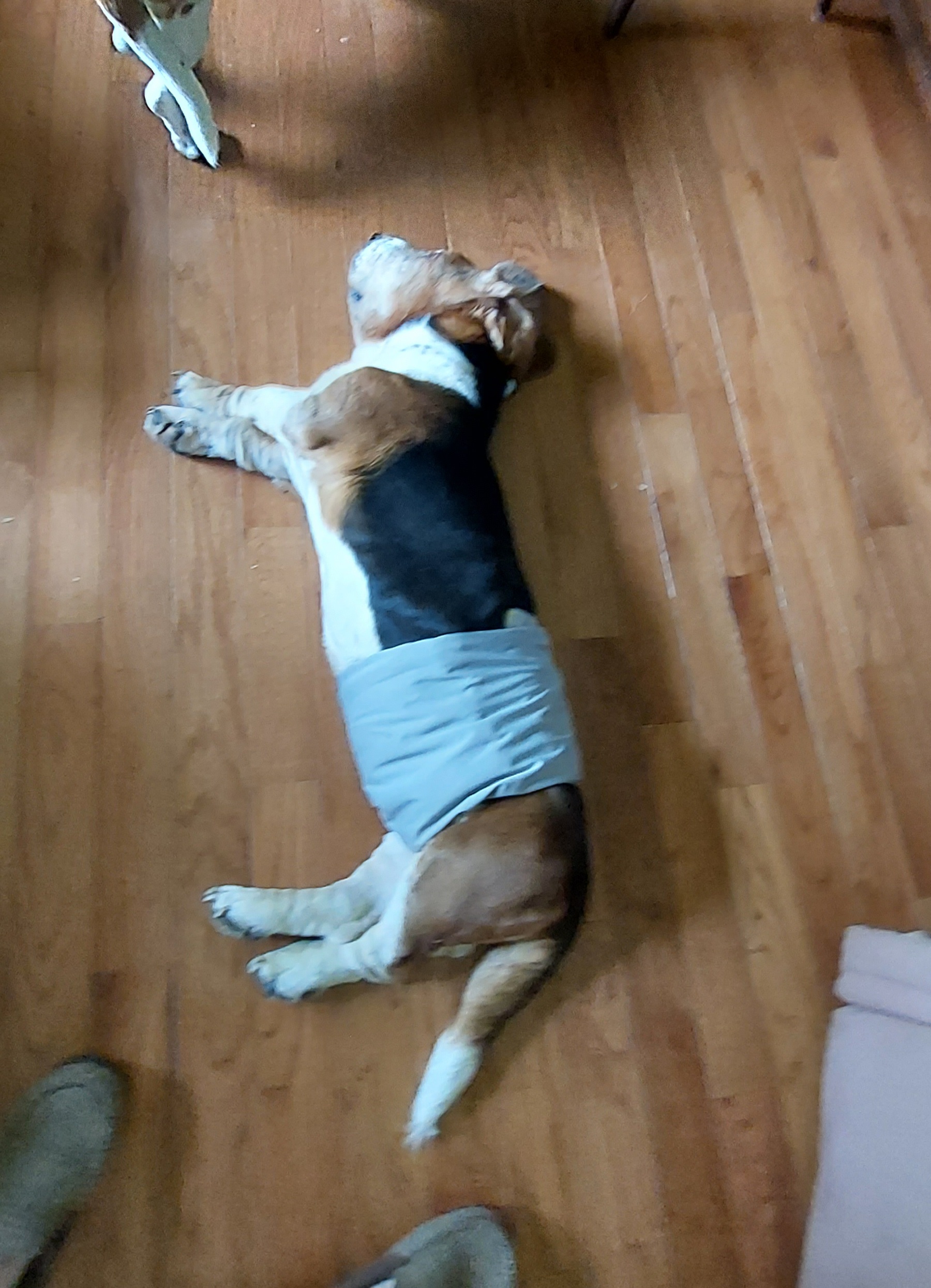 "Gargamel " Basset Hound Puppies from Out Law Hounds Den
