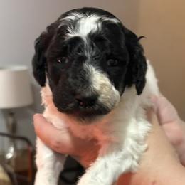 Clove - Parti female Poodle puppy in Calhoun, Georgia from Johnson Kennels