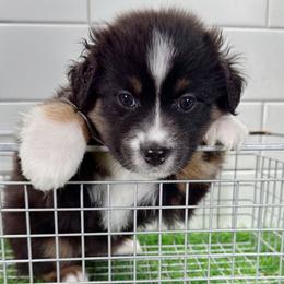 Daisy - Black tri female Miniature Australian Shepherd puppy in Newberry, Florida from Southern with Grace Mini Aussies