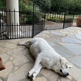 Labrador Retriever All Grown Up from Chateau St. John