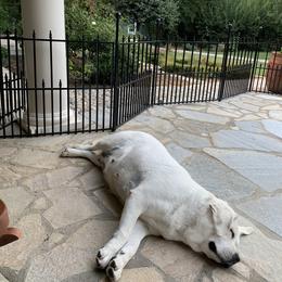 Labrador Retriever All Grown Up from Chateau St. John