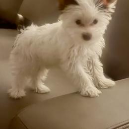 AKC Registered Princess Grace - Chocolate, tan and white female Yorkshire Terrier puppy in Eustis, Florida from Angel Spun Yorkies
