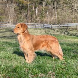 Golden Retriever All Grown Up from Full of Grace Goldens