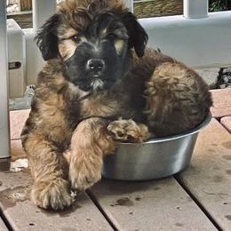 Poodle, Soft Coated Wheaten Terrier, and Whoodle Puppies from Green Mountain Kennel