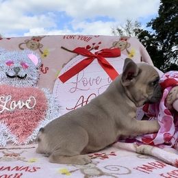 Cane - French Bulldog puppy in Titusville, Florida from Raptor Frenchies