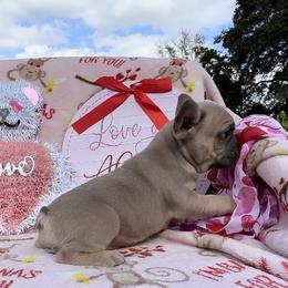 Cane - French Bulldog puppy in Titusville, Florida from Raptor Frenchies