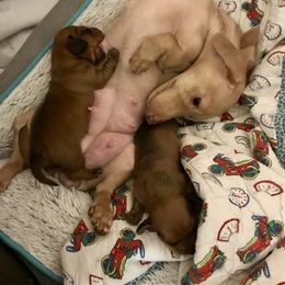 Dachshund Puppies from Alpine Meadow Dachshunds