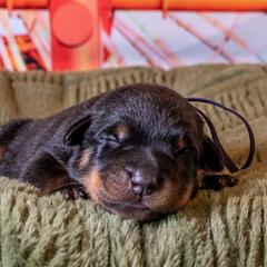 Revolution (Purple) - Black and rust male Beauceron puppy in Medina, Ohio from Beaucerons Des Vents