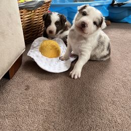 Border Collie Puppies from Pineview Farm