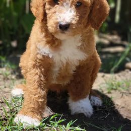 Goldendoodle Puppies from Americana Paws