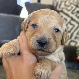Willow - Apricot female Goldendoodle puppy in Maricopa, Arizona from AZ Designer Goldendoodles