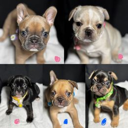 French Bulldog Puppies from Faux Real Frenchies