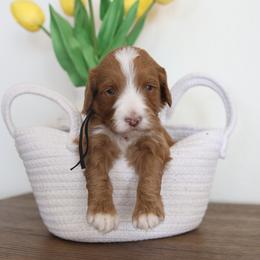 Black Collar -Boy - Red  male Goldendoodle puppy in Hobbs, New Mexico from Goldie Locks Golden Retrievers & Doodles