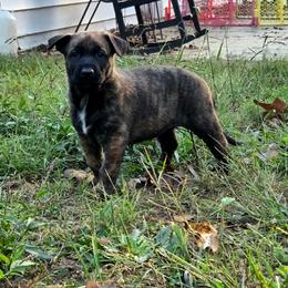 Belle (Dutch brindle female) - female Belgian Malinois puppy in Signal Mountain, Tennessee from Torgun Police Dogs