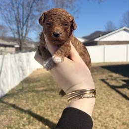 Reed - Red  male Poodle puppy in Morehead, Kentucky from Paw Perfect Pets
