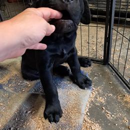 Girl 4 - Black female Cane Corso puppy in Clarksburg, West Virginia from West By God Virginia Cane Corso
