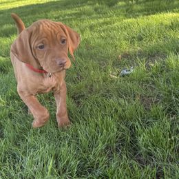 Otis - Golden rust male Vizsla puppy in Queen Creek, Arizona from Summit Vizslas