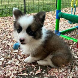 Grey collar boy - Sable male Pembroke Welsh Corgi puppy in Flat Rock, Alabama from Fluffy Butt Acres