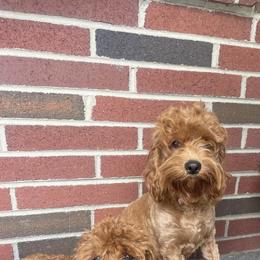 Mickey - Cockapoo