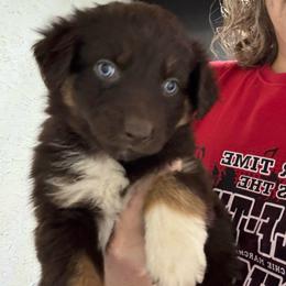 Red Tri 1 - Red tri-color male Australian Shepherd puppy in Archie, Missouri from Beachin' Aussies