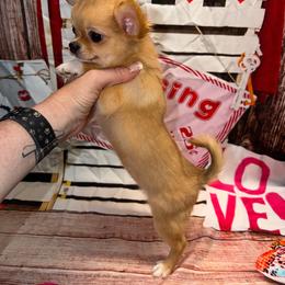 Vivian - Fawn female Chihuahua puppy in Palmyra, Indiana from Country Star Chihuahuas