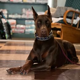 Doberman Pinschers from Von Hubbard Dobermann