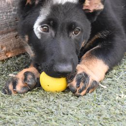 German Shepherds from Walburga German Shepherds