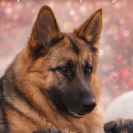 Molly - German Shepherd