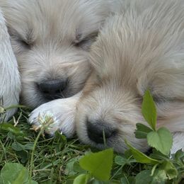 Golden Retriever Puppies from Avalon English Retrievers
