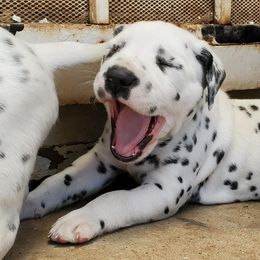 Dalmatian Puppies from Easy To Spot