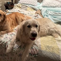 Golden Retriever Puppies from PSI LOVE YOU Goldens